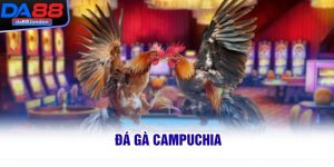 Đá Gà Campuchia – Trực Tiếp Hàng Ngày, Tỷ Lệ Kèo Chuẩn
